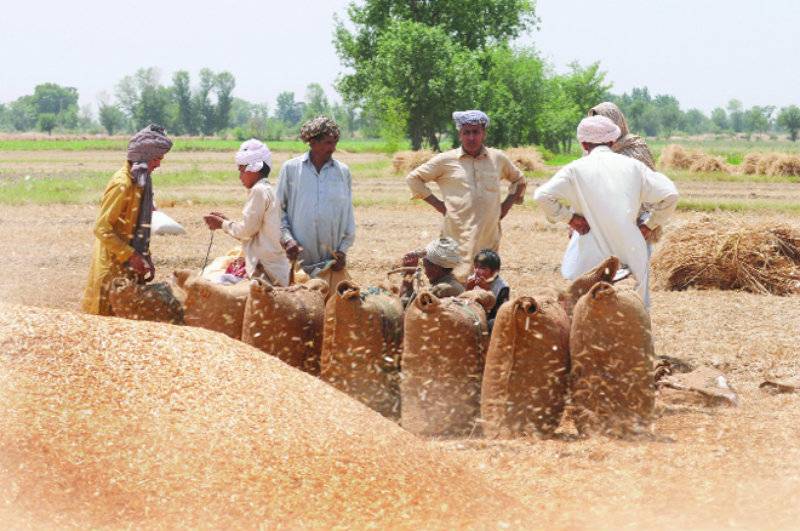 Punjab Food Department will procure 4m tons wheat
