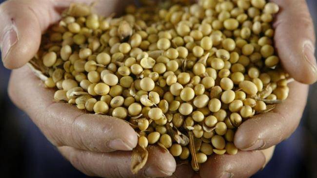 No harm to eat genetically engineered crops: report