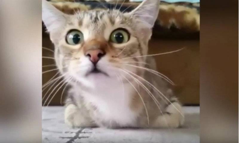 VIDEO: Cute kitten gets scared while watching horror movie