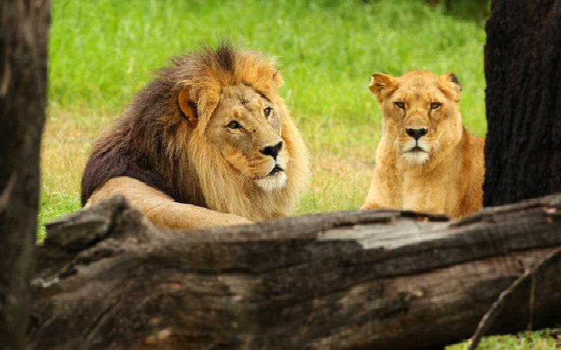 VIDEO: Suicidal man jumps into lion enclosure in Santiago Zoo