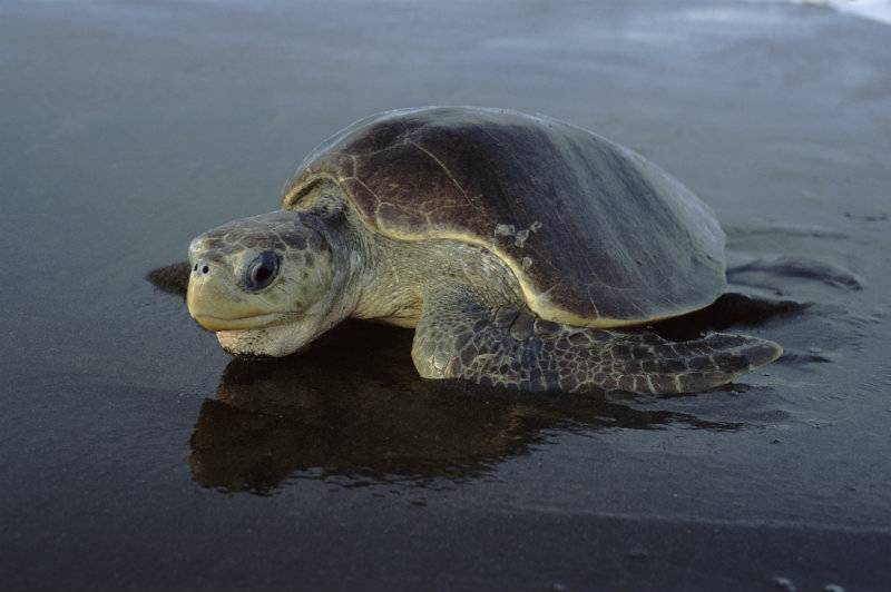 World Turtle Day: WWF-Pakistan stresses need for conservation