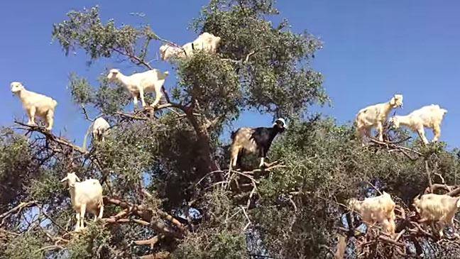 VIDEO: Goats do grow on trees, here's proof!