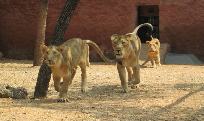 3 lions given ‘life sentence’ in India