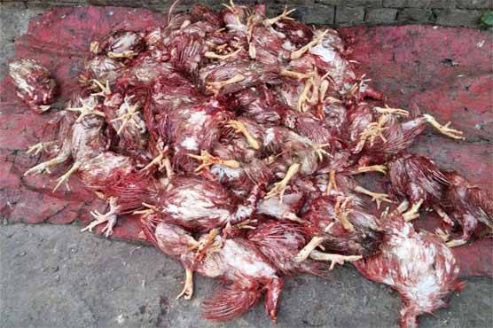 Almost 1 ton of haraam chicken meat caught en route to Lahore