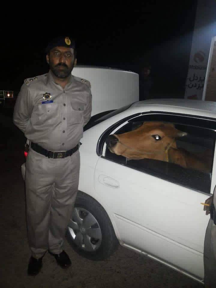 Man tried to smuggle two cows in his car on Motorway; police take hilarious pictures
