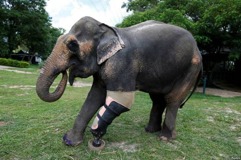 Thai elephant, Mosha, gets new prosthetic leg