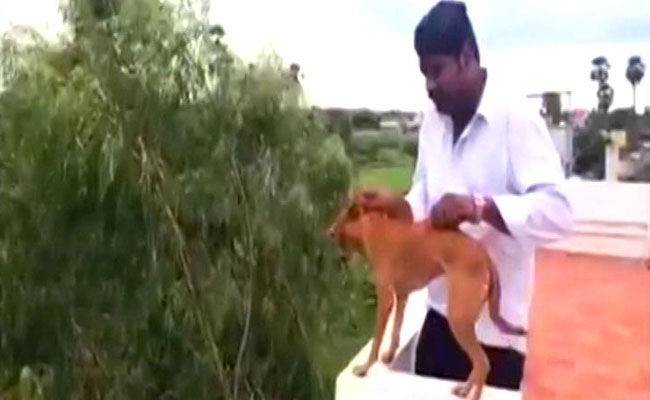 India police hunt for students who threw dog off roof