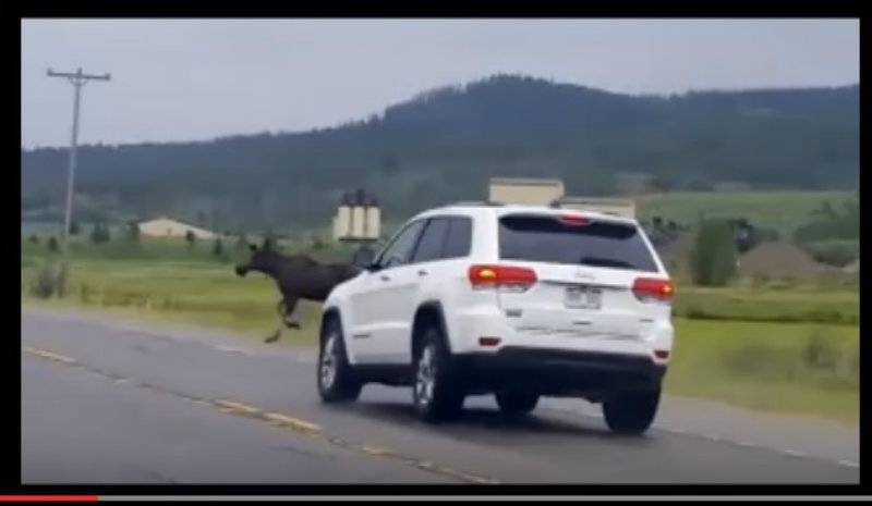 Moose miraculously survives extreme crash with van
