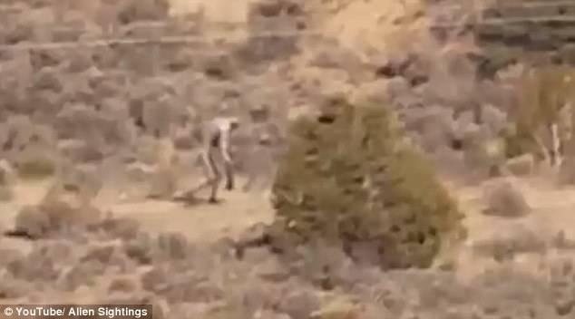 Bigfoot confirmed? Mysterious creature seen walking in the desert