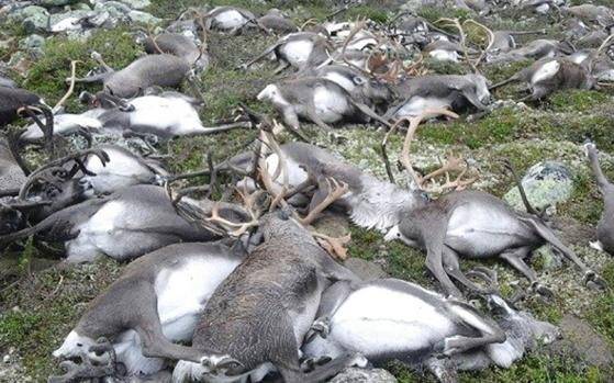 Over 300 reindeer killed by lightning in Norway