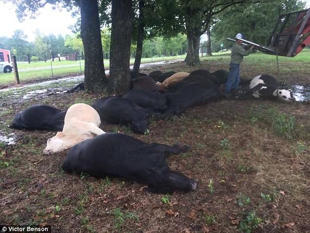 Horrific lightning strike kills 19 cows in Texas