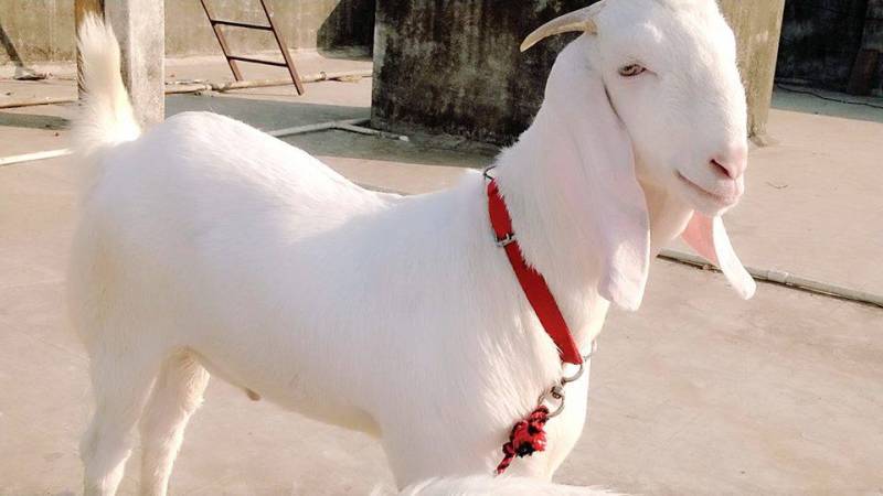 Amazing Eidul Azha offer: Buy a plot and get free goat (Sacrificial Animal)