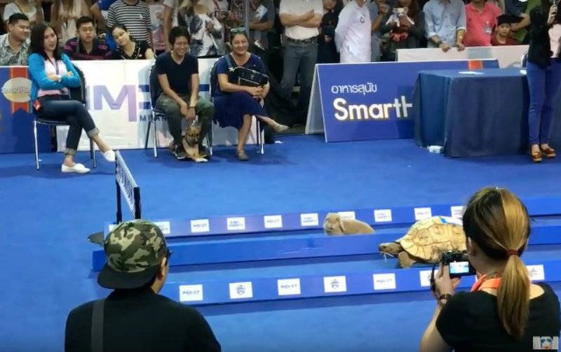 WATCH: The Tortoise and the Hare race to the finish line in real life; guess who won?