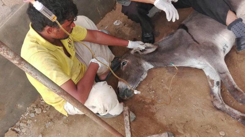 The tragic story of a Pakistani donkey who cried himself to death