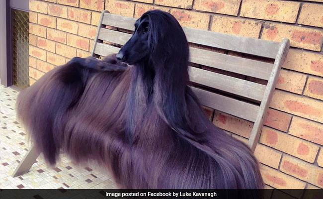This Australian dog becomes internet sensation