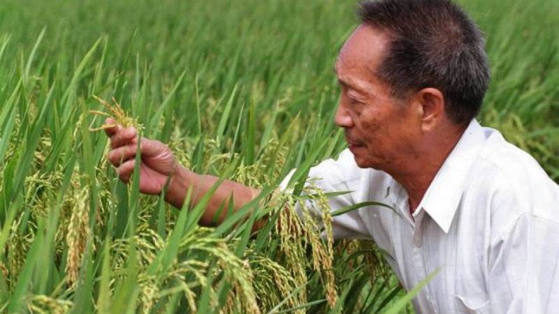 Chinese farmer sets new world records in hybrid rice output