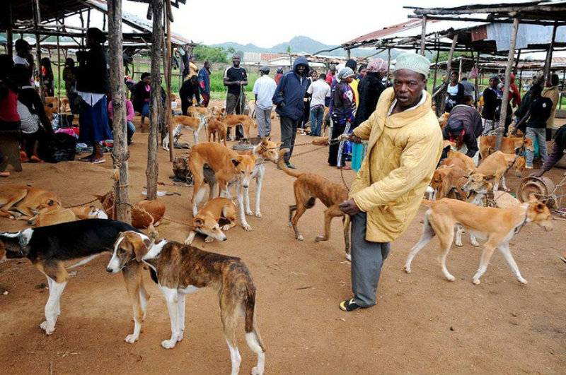 Dogs disappear from Nigerian streets as residents turn to canine meat