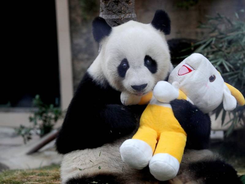 Pan Pan, father of a quarter of the world's captive-bred panda population, dies from cancer