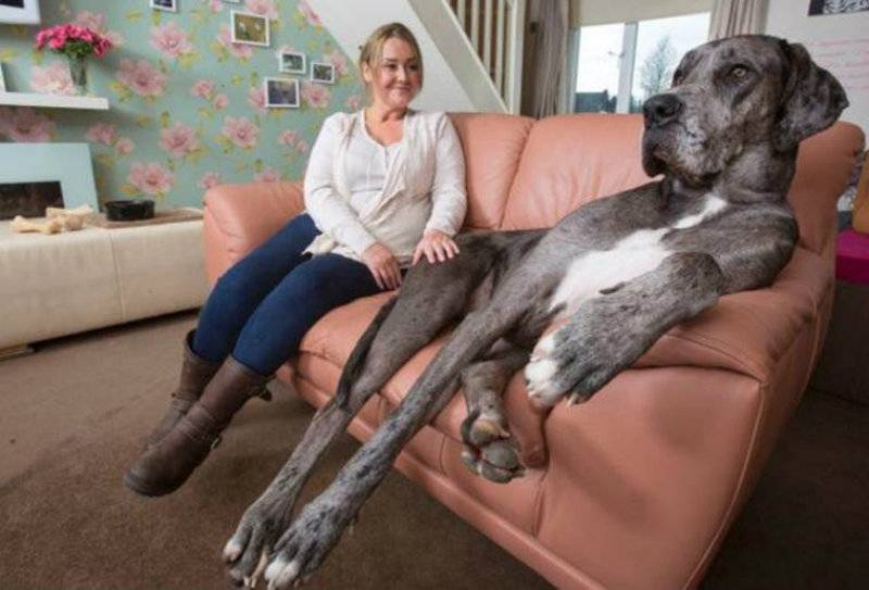 This 7-foot-tall Great Dane is named World's Tallest Dog