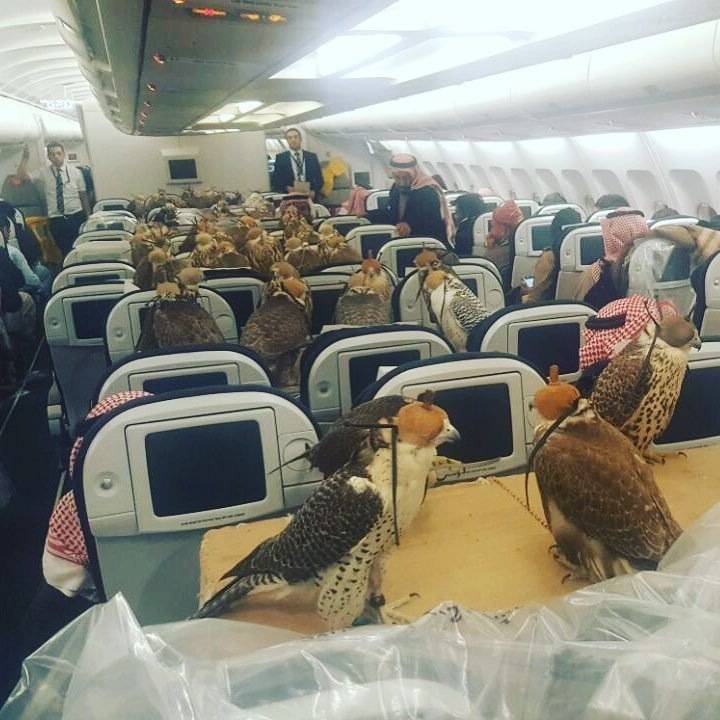 Saudi prince books 80 plane seats for his hawks, photo goes viral