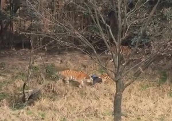 Tiger kills man at China zoo (watch video)
