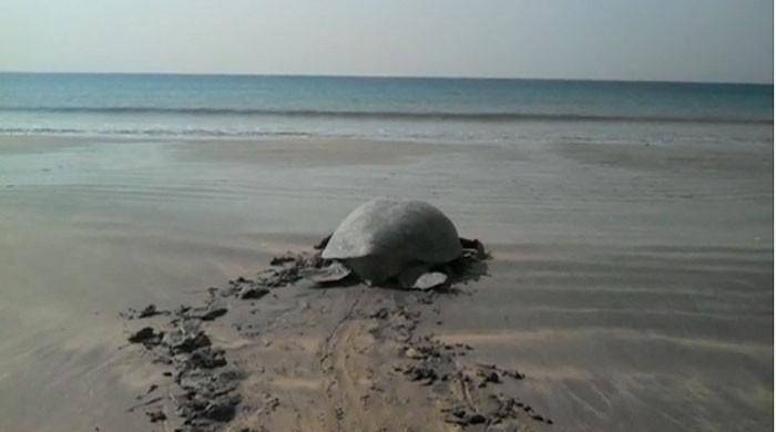 Giant green turtle spotted at Karachi beach