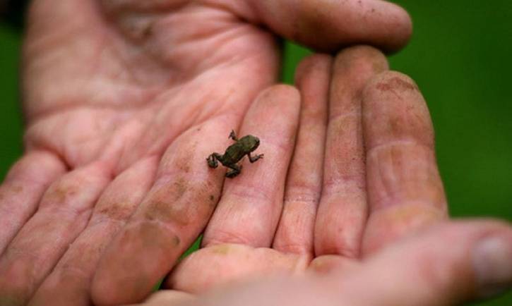 Four new frogs so tiny that they can sit on a fingernail discovered in India