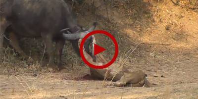 Watch unbelievable fight between bulls and lion