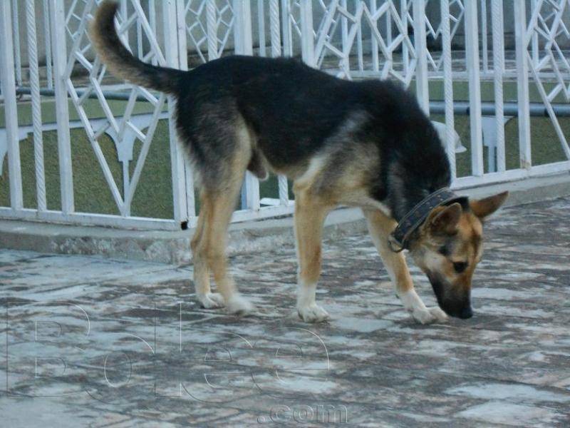 Bhakkar: Dog gets death sentence for biting child