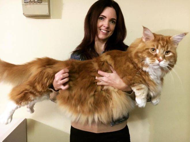 Omar, perhaps world's longest cat, gets online fame