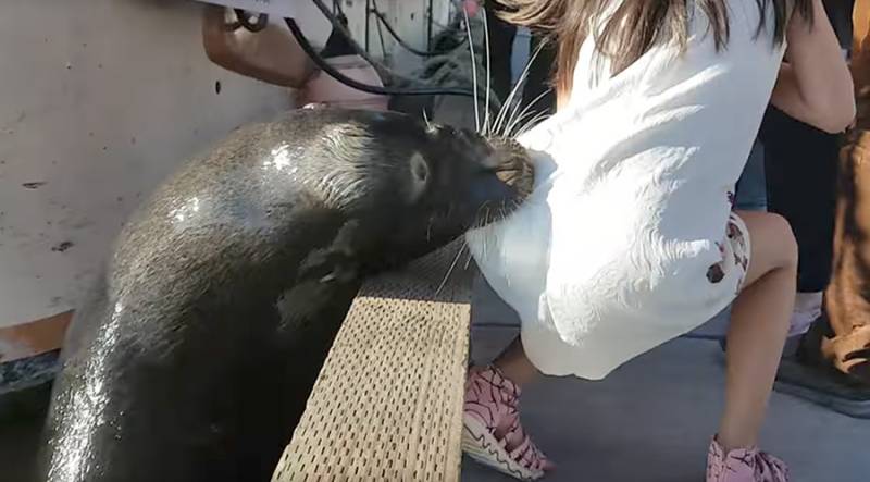 Girl rescued from Canadian harbor after sea lion yanks her underwater