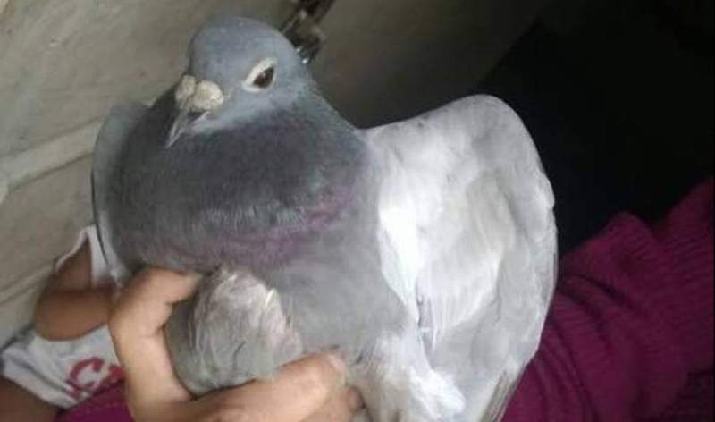 Chinese 'spy pigeon' in India creates panic