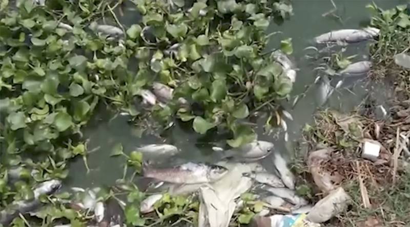 Mystery surrounds death of 30,000 fish at Indian lake