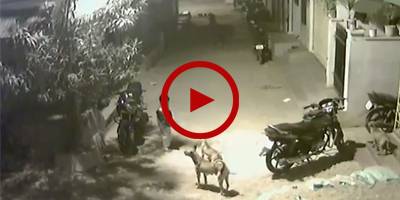 Tiny kid shows matchless valour as he faces group of dogs