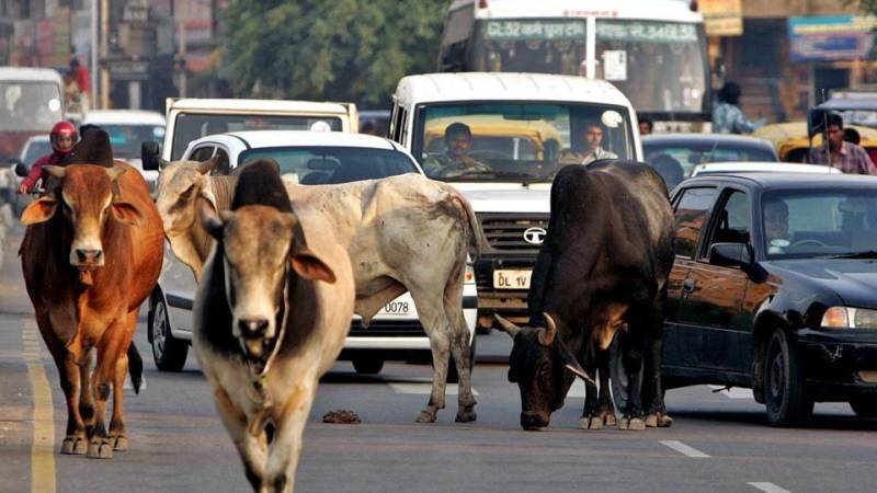 Indian police jeep runs over a woman and her three grandchildren while saving a cow