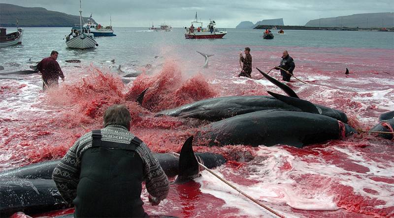 Faroe Islanders slaughter whales by hand in annual hunt