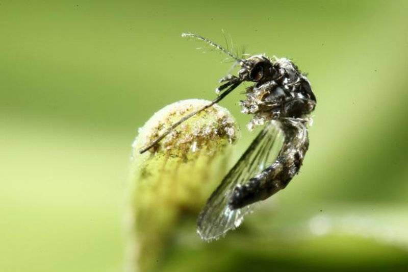 Zika virus reaches India’s Tamil Nadu