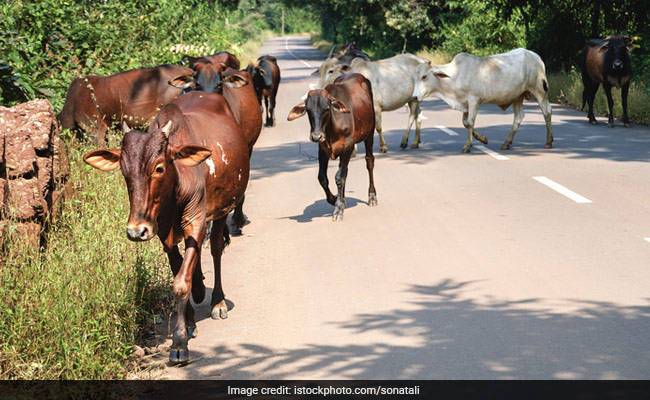 Ban on cattle trade suspended across India