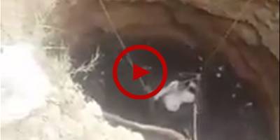 Humanity: Boy saves cat by risking his life