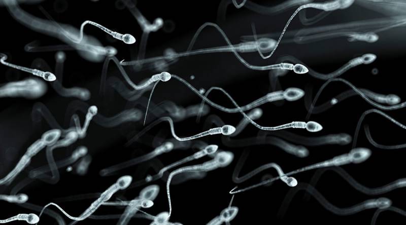 Pathetic lifestyle: Studies say sperm counts among Western men plummet to record low