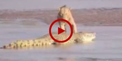 Deadly fight between crocodile and group of lions