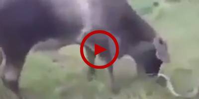 Horrifying video: Giant anaconda attacks cow