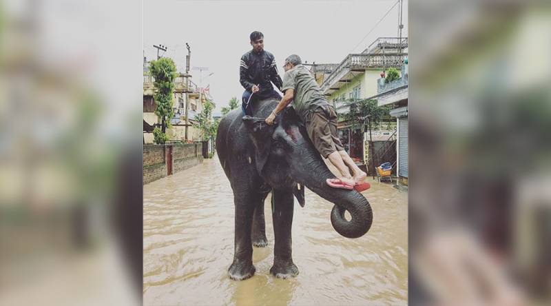 Elephants save hundreds from flooded Nepali safari park