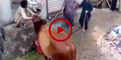 Angry bull gets furious, attacks people around