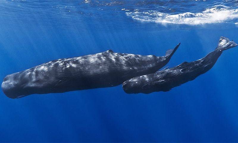First live sperm whales sighted in Pakistani waters: WWF (VIDEO)