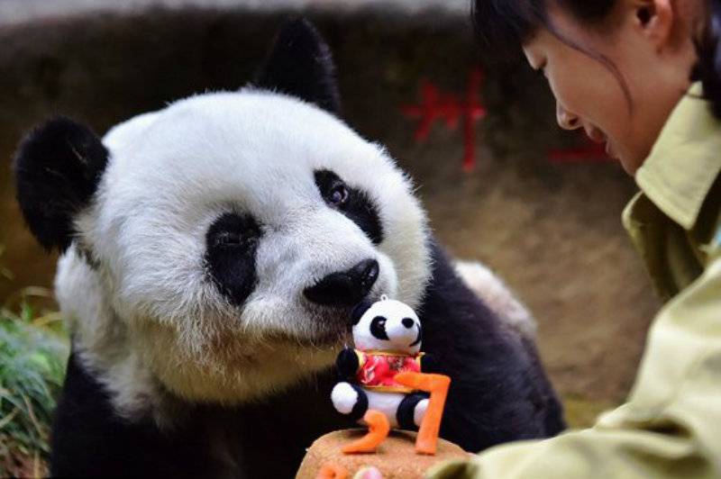 China: World's oldest giant panda dies in captivity