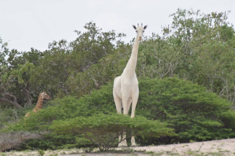 VIDEO: Rare white giraffes spotted in Kenya