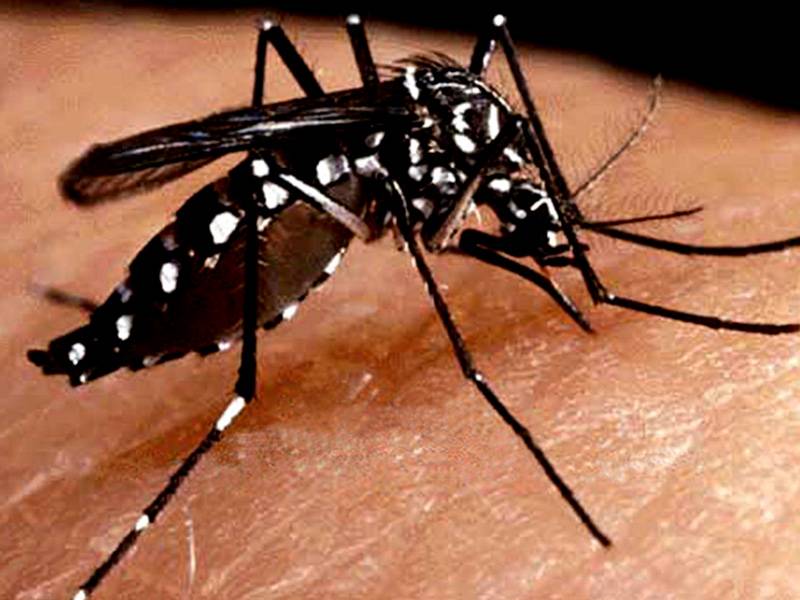 FIRs registered against citizens for having dengue larvae in houses