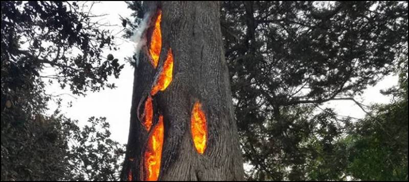 Tree 'burning from inside' in California inferno