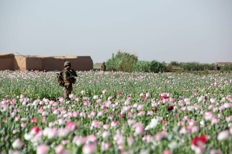 Who is behind the recent rise of genetically modified poppy in Afghanistan?
